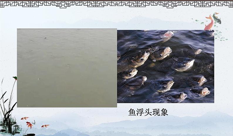 初中生物北京版七年级下册 其他生物的呼吸部优课件第2页