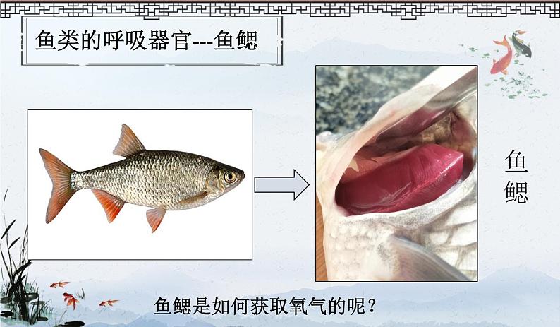 初中生物北京版七年级下册 其他生物的呼吸部优课件第4页