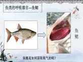 初中生物北京版七年级下册 其他生物的呼吸部优课件