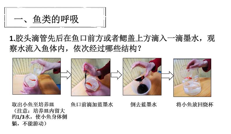 初中生物北京版七年级下册 其他生物的呼吸部优课件第6页