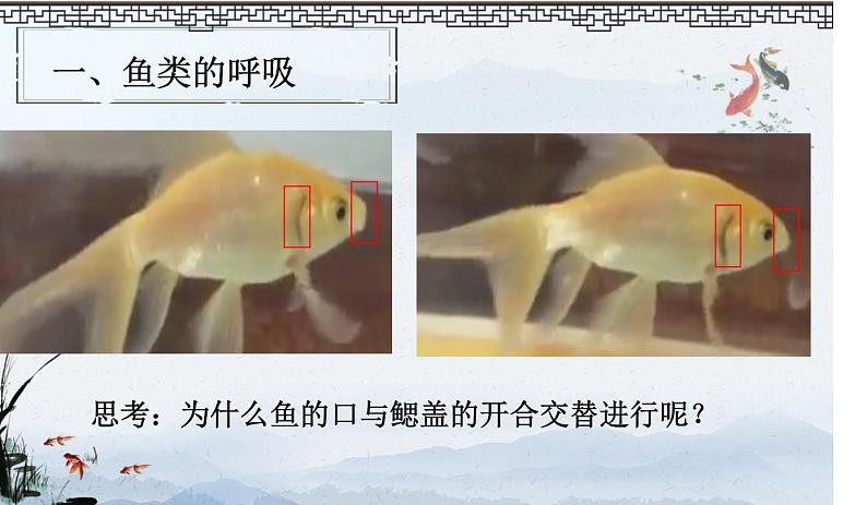 初中生物北京版七年级下册 其他生物的呼吸部优课件第8页