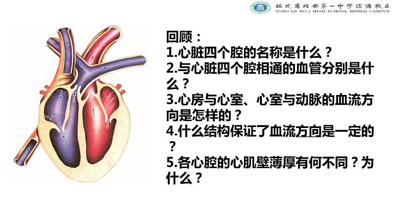 初中生物北京版七年级下册《血液循环》部优课件03