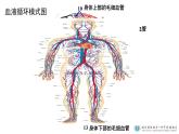 初中生物北京版七年级下册《血液循环》部优课件