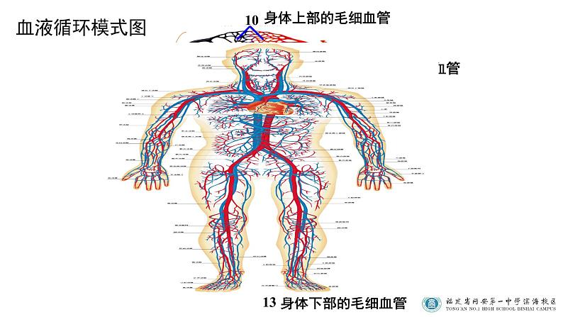 初中生物北京版七年级下册《血液循环》部优课件05