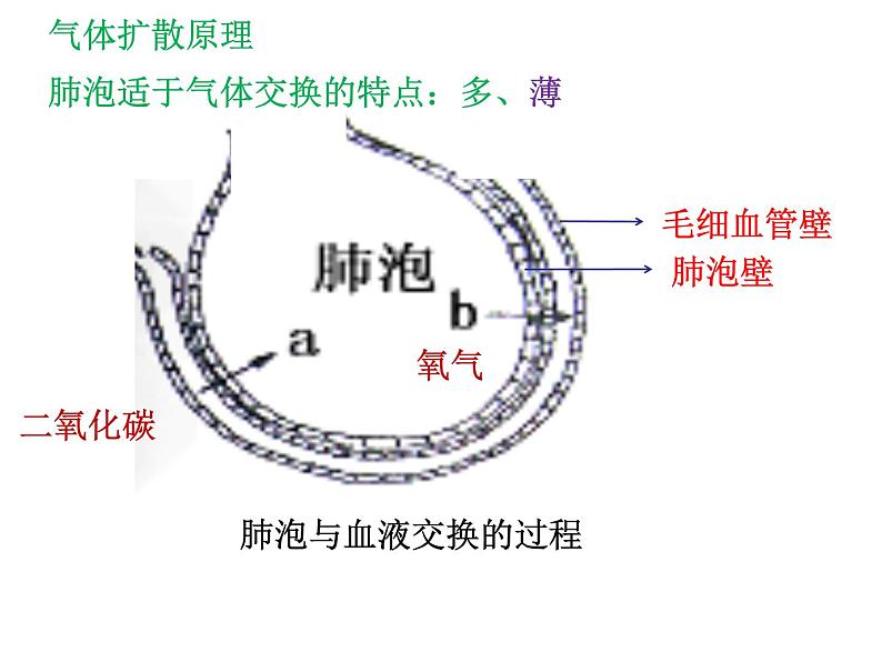 初中生物北京版七年级下册4气体交换第六章 人的呼吸部优课件第5页