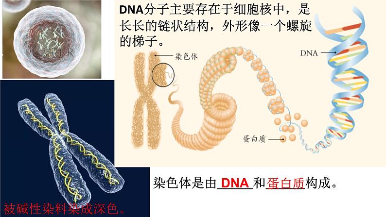 人教版生物八下7.2.2《 基因在亲子代间的传递》课件04