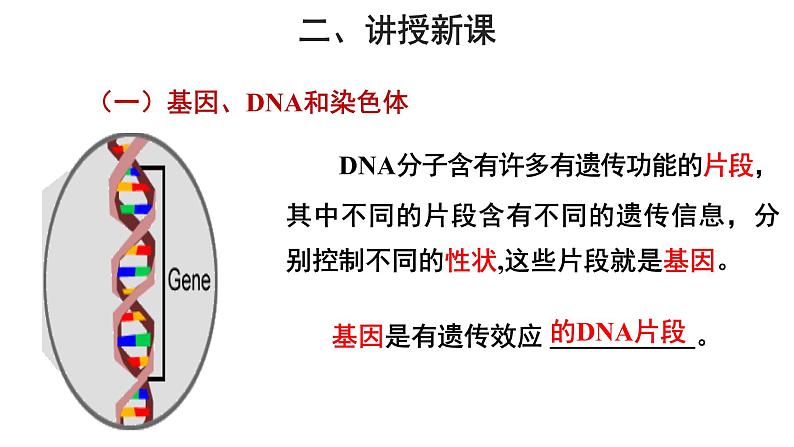 人教版生物八下7.2.2《 基因在亲子代间的传递》课件05