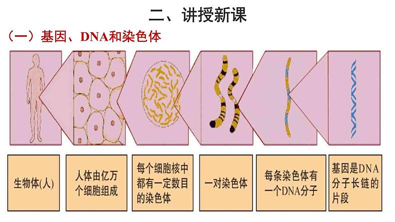 人教版生物八下7.2.2《 基因在亲子代间的传递》课件07