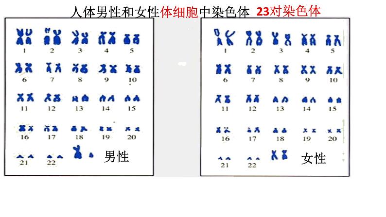 人教版生物八下7.2.2《 基因在亲子代间的传递》课件08