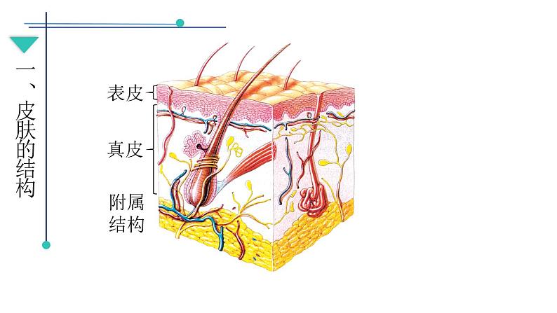 初中生物北师大版七年级下册 皮肤与汗液分泌部优课件第5页