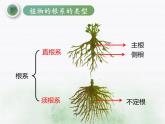 初中生物冀少儿版七年级上册 在实验室里观察植物部优课件