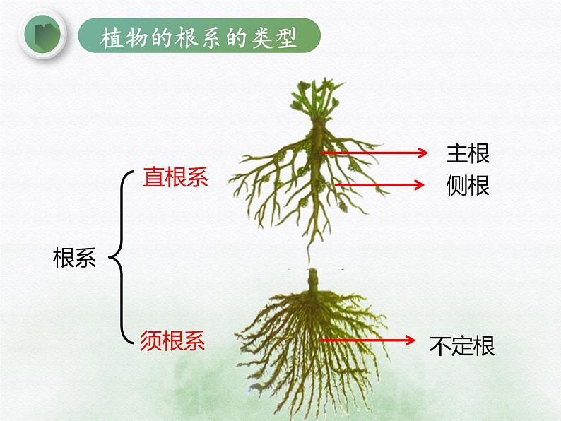 初中生物冀少儿版七年级上册 在实验室里观察植物部优课件05