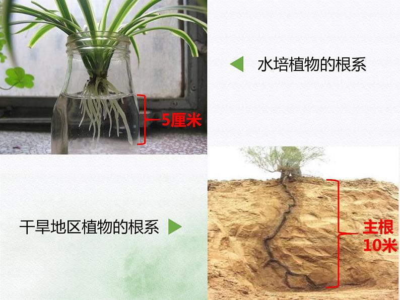 初中生物冀少儿版七年级上册 在实验室里观察植物部优课件06