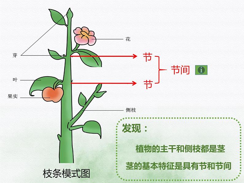 初中生物冀少儿版七年级上册 在实验室里观察植物部优课件08