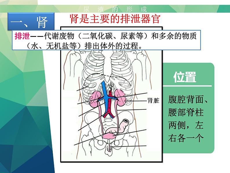 初中生物济南版七年级下册 尿液的形成和排出部优课件04