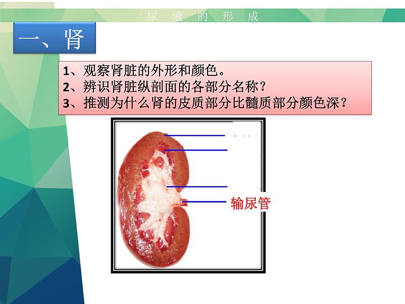 初中生物济南版七年级下册 尿液的形成和排出部优课件05