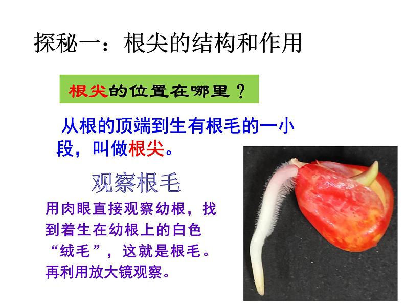 初中生物鲁科版六年级下册 植株的生长部优课件07