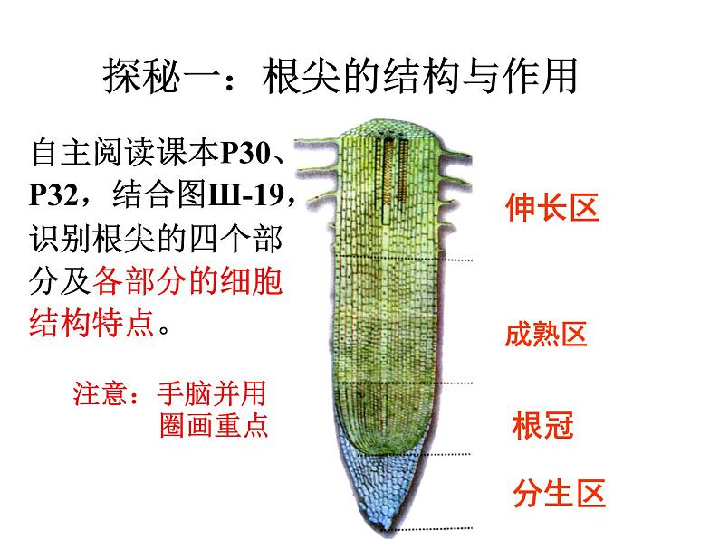 初中生物鲁科版六年级下册 植株的生长部优课件08