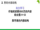 初中生物鲁科版七年级上册 尿的形成和排出部优课件