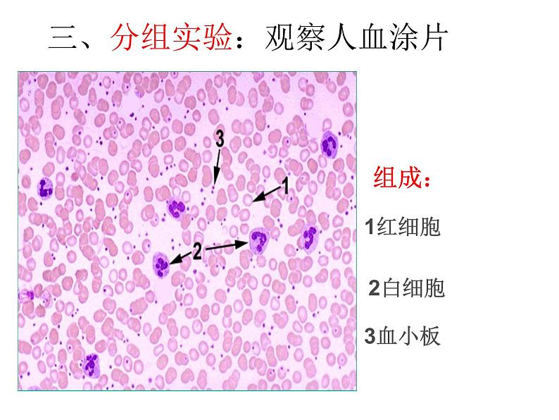 初中生物济南版七年级下册 物质运输的载体部优课件07