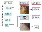 初中生物鲁科版七年级上册 尿的形成和排出 (1)部优课件