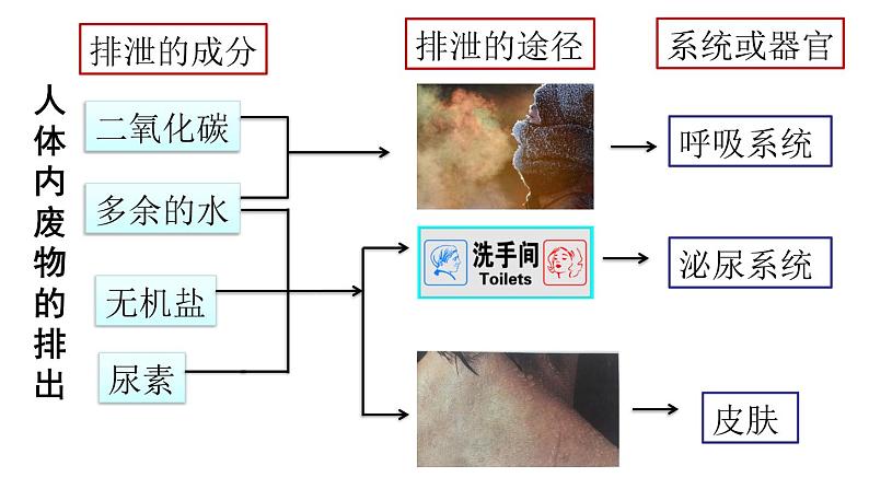 初中生物鲁科版七年级上册 尿的形成和排出 (1)部优课件第2页