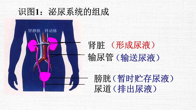 初中生物鲁科版七年级上册 尿的形成和排出 (1)部优课件第5页