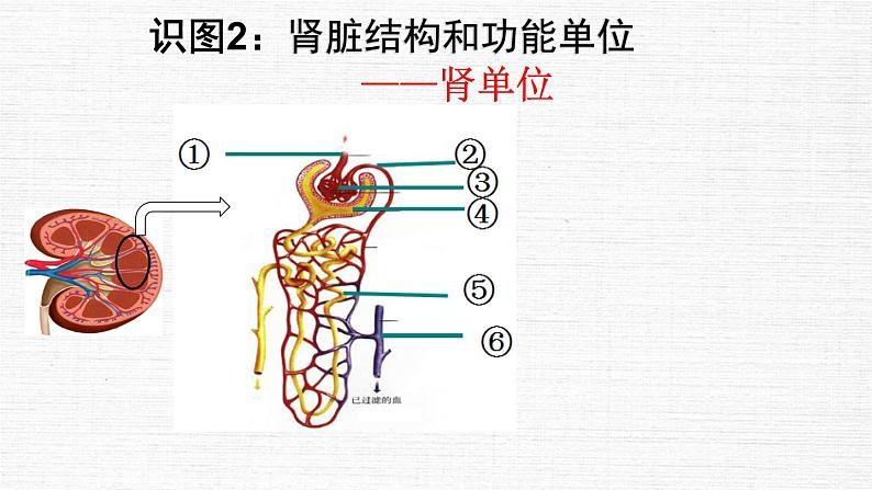 初中生物鲁科版七年级上册 尿的形成和排出 (1)部优课件第6页