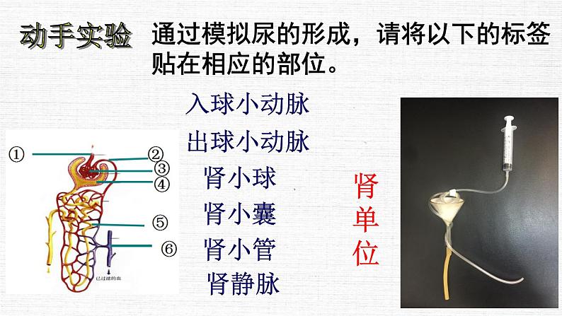 初中生物鲁科版七年级上册 尿的形成和排出 (1)部优课件第7页