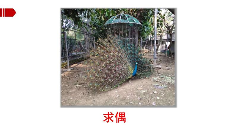 初中生物鲁科版八年级下册 鸟的生殖和发育部优课件08