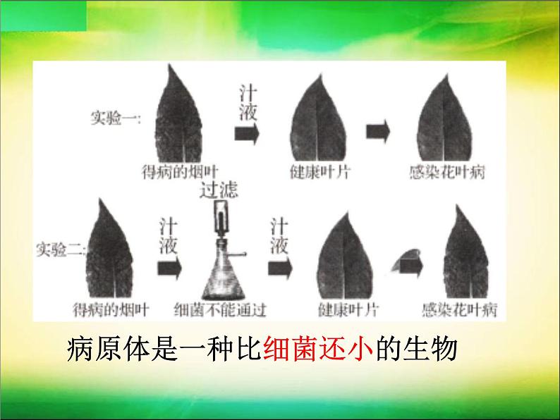 初中生物鲁科版七年级下册第二章 病毒部优课件04