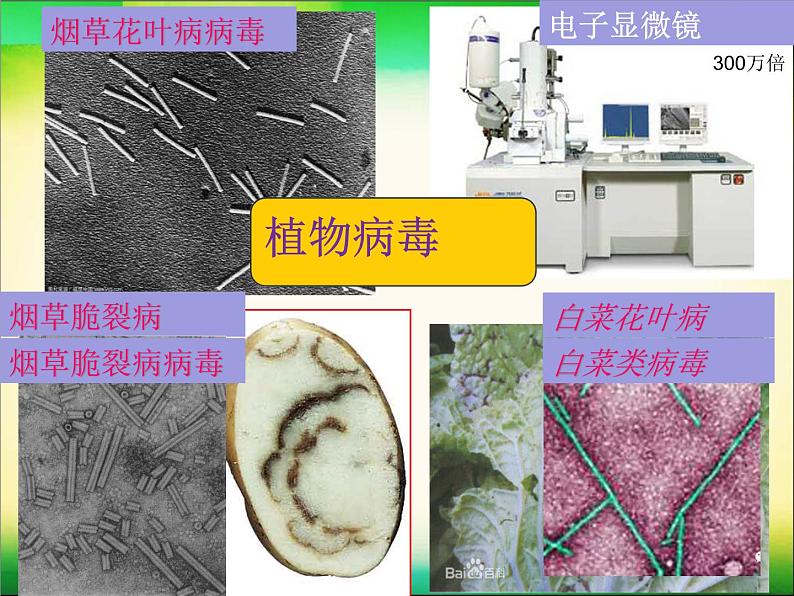 初中生物鲁科版七年级下册第二章 病毒部优课件06