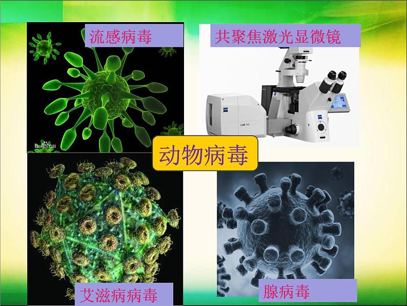 初中生物鲁科版七年级下册第二章 病毒部优课件07