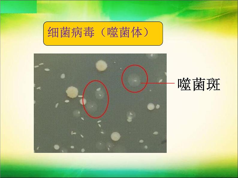 初中生物鲁科版七年级下册第二章 病毒部优课件08