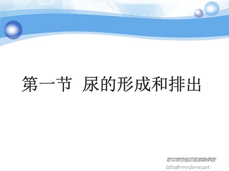 初中生物济南版七年级下册 尿液的形成和排出部优课件05