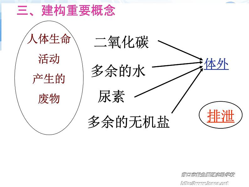 初中生物济南版七年级下册 尿液的形成和排出部优课件07