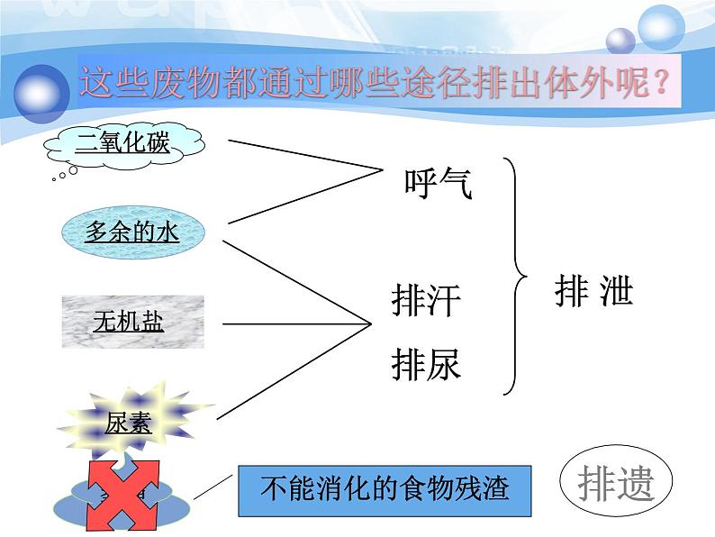 初中生物济南版七年级下册 尿液的形成和排出部优课件08