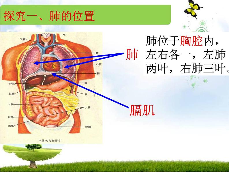 初中生物济南版七年级下册 人体与外界的气体交换部优课件第5页