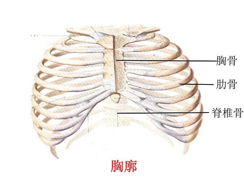 初中生物济南版七年级下册 人体与外界的气体交换部优课件第6页