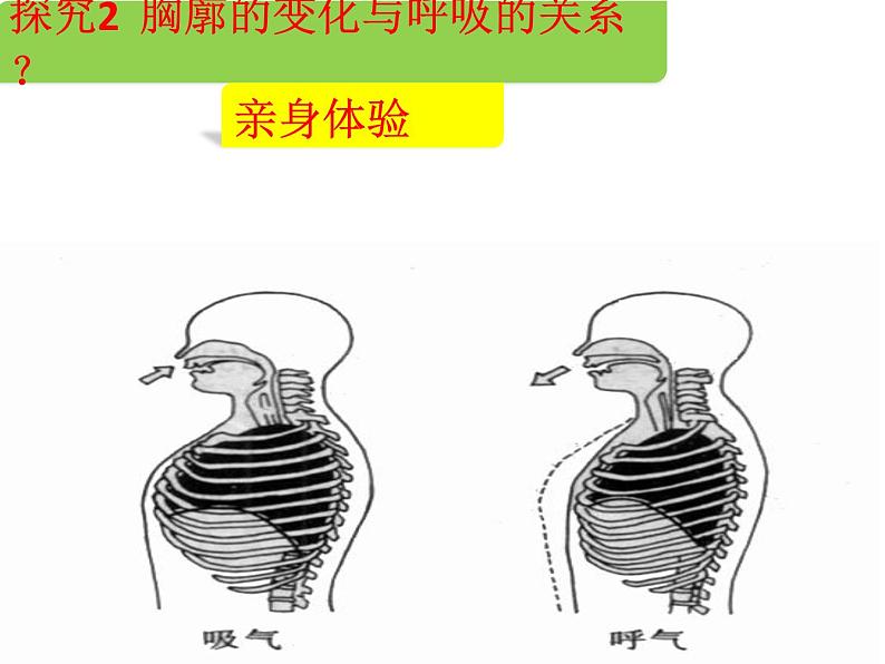 初中生物济南版七年级下册 人体与外界的气体交换部优课件第7页