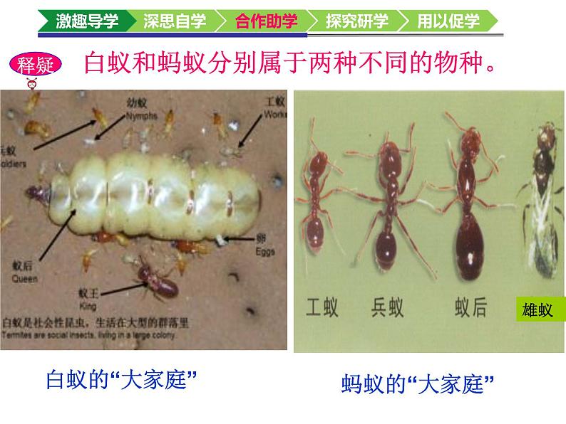 初中生物鲁科版八年级上册 社会行为部优课件08