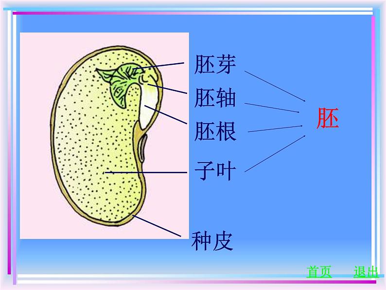 初中生物鲁科版六年级下册 种子植物部优课件08