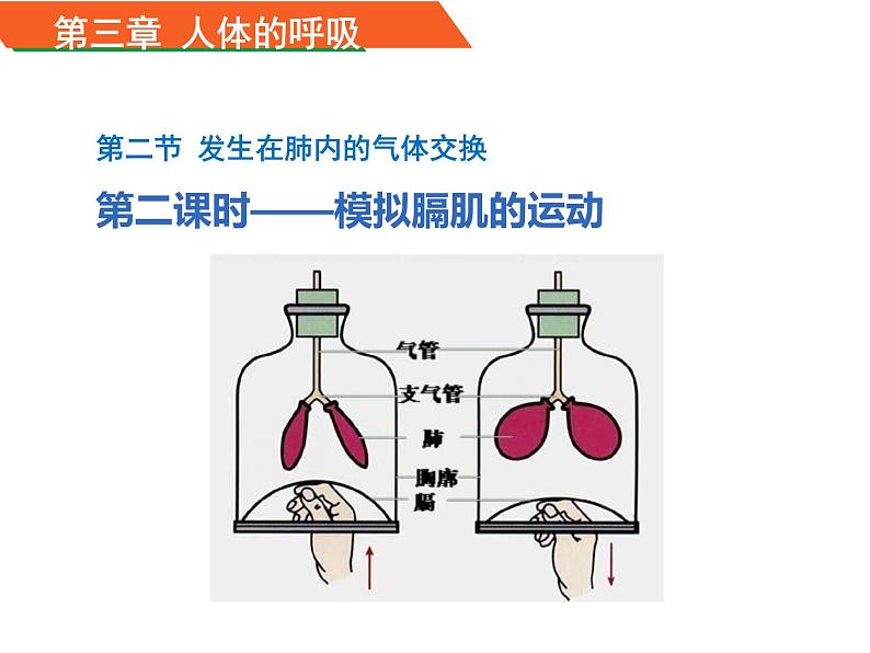 初中生物鲁科版七年级上册 发生在肺内的气体交换模拟膈肌的运动部优课件第1页