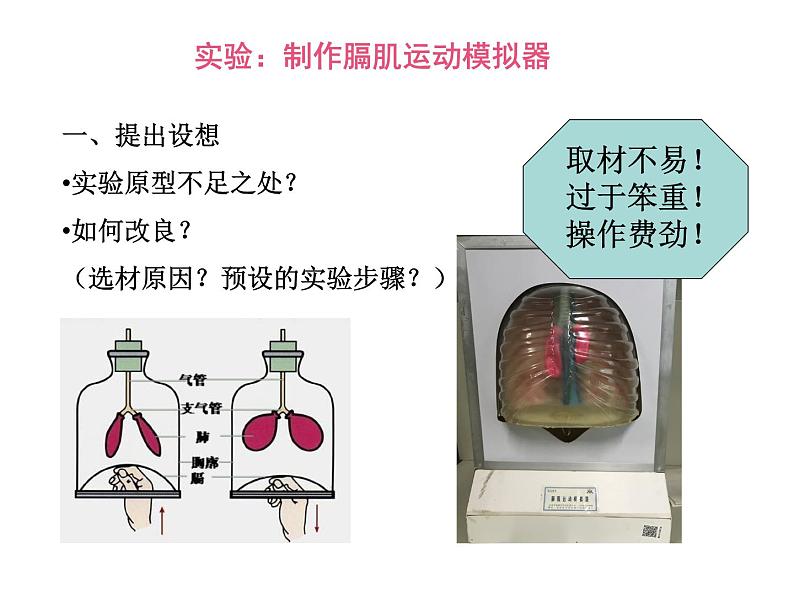 初中生物鲁科版七年级上册 发生在肺内的气体交换模拟膈肌的运动部优课件第2页