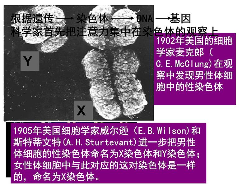 初中生物鲁科版八年级下册 人的性别遗传部优课件第5页