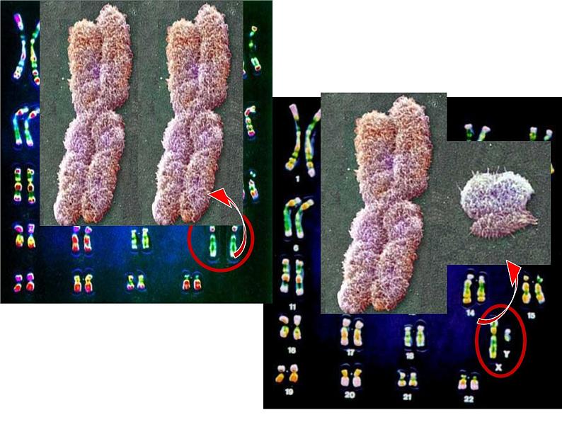 初中生物鲁科版八年级下册 人的性别遗传部优课件第8页