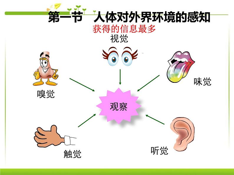 初中生物鲁科版七年级下册 人体对外界环境的感知部优课件02