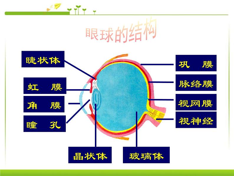 初中生物鲁科版七年级下册 人体对外界环境的感知部优课件06