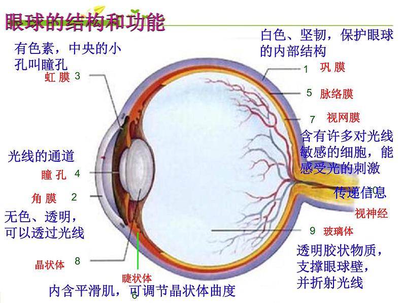 初中生物鲁科版七年级下册 人体对外界环境的感知部优课件07