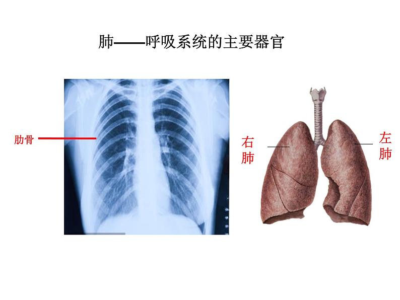 初中生物苏科版七年级上册 人体的呼吸部优课件第4页